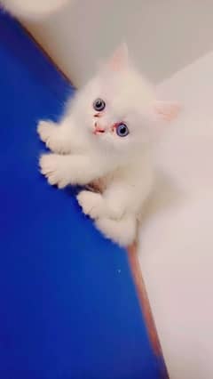 odd eyes fluffy kittens