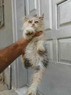 Calico Female Kitten healthy and fully active