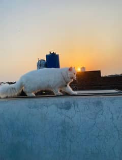 Persian