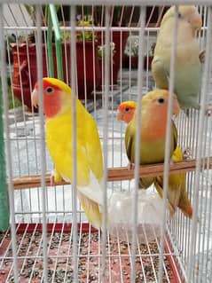 Lovebirs for sale