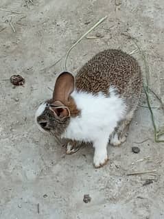 Rabbit two month sale