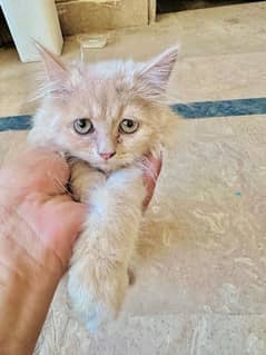 Persian