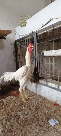 shamo