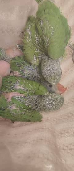 Rengneck Parrots chicks
