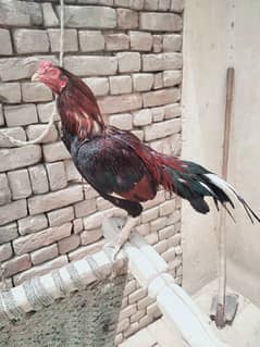 Aseel