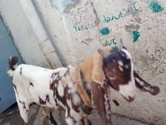 doodh