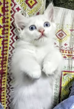 Persian Kitten