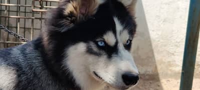 alaskan klee kai (Intelligent and Energetic)