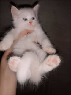 Persian kittens available
