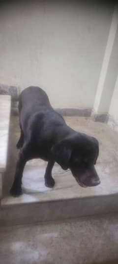 labra and panter croos