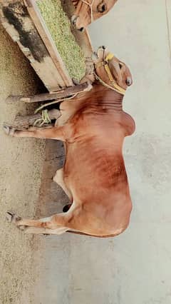 For