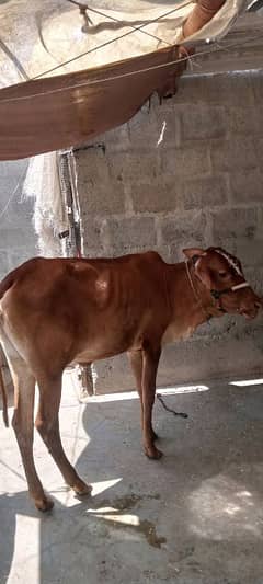 Kheeri Bachriyan For Sale