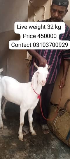 bakra | goat | goat for sale | Qurbani 2025 |  | bakra for sale