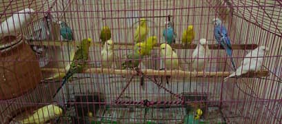 Australian Budgies Active And Healty MashaAllah