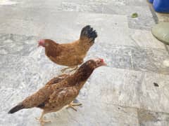 Females Hens