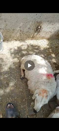 beautiful sheeps for qurbani