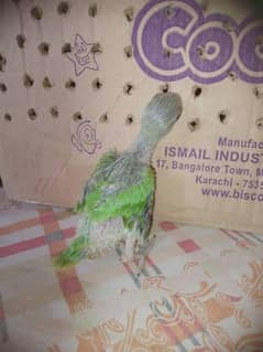 parrot