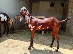 bakra