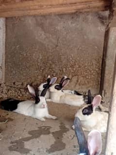 rabbits