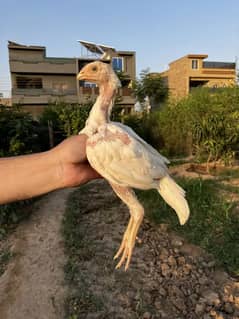 Aseel Heera Chicks