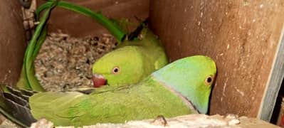 Ring neck parrot