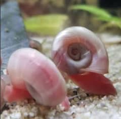 Ramshore snails baby