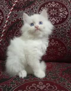 Persian kittens available Delivery Available