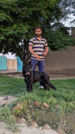 Double Coat Black German Shepherd Female