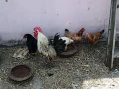 gold masiri 4 hen 1 roster