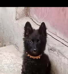 German Shepherd female teen mahine long coat for sale vaccine ok