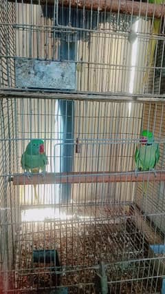 kashmiri Pahari parrot