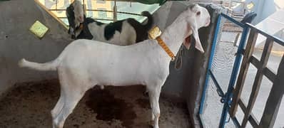 QURBANI