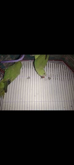 for sell