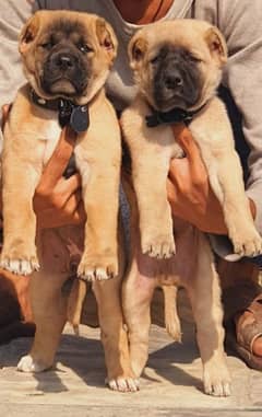 king Turkish kangal Havey bone structure security dog for sale pair