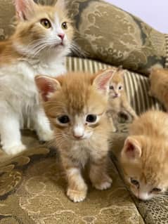 Persian cat sale age:1 month