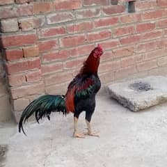 aseel