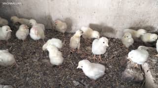 Light Sussex Heritage chicks