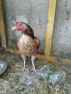 aseel hens for sale urgent