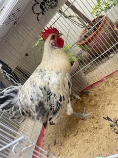 desi young murgha for sale