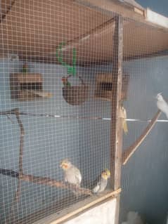 Pair