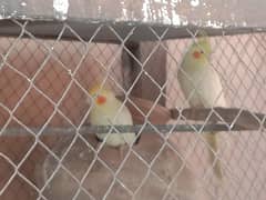 2 breeder pairs