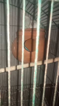 Love bird ke breeder pair hai or Australian ke breeder pair hai