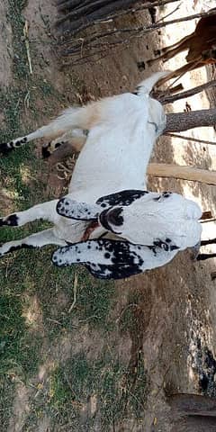 qorbani k leay Bakra far seel