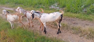 bakre donde dese and makhi chene  bakre. 2ada Bakra