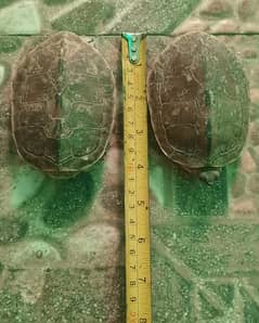 Turtles