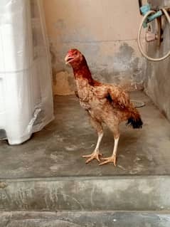 Aseel female are available for sale.