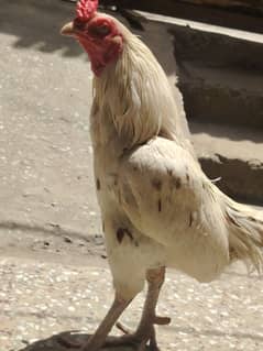 breeder