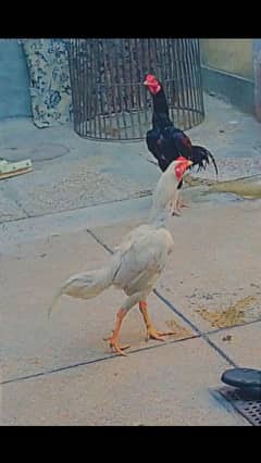 Hen sale