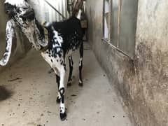 Bakra 2k25