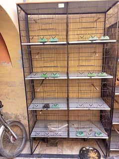 parrots